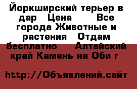 Йоркширский терьер в дар › Цена ­ 1 - Все города Животные и растения » Отдам бесплатно   . Алтайский край,Камень-на-Оби г.